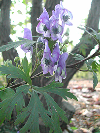 Aconitum japonicum ssp. Maritimum (family: Ranunculaceae)