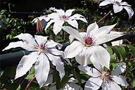The endangered Clematis patens (from Shizuoka Prefecture, Japan)