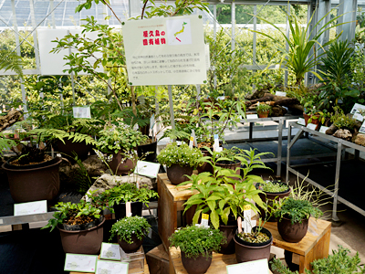 日本固有の植物展14 ブログ 筑波実験植物園