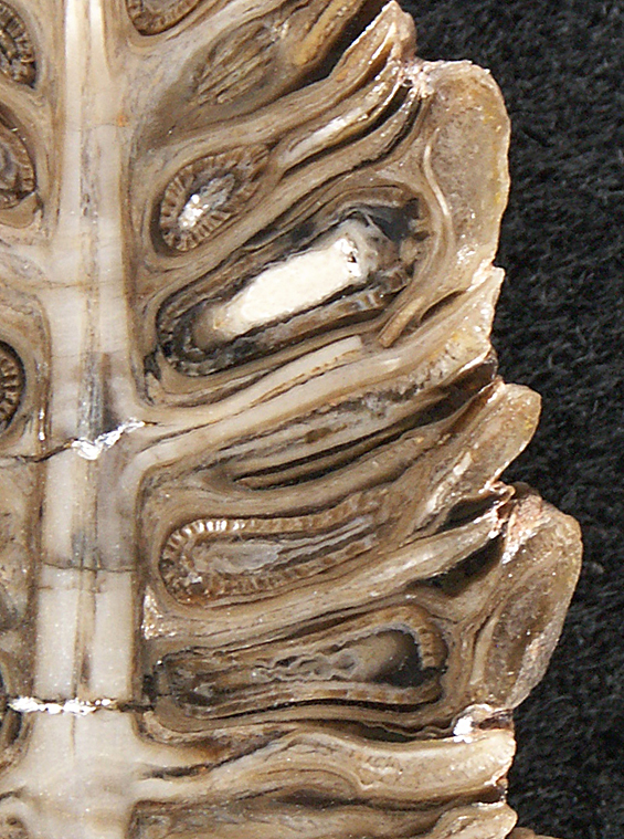 鉱化したマツボックリの断面（約１億５千万年前）