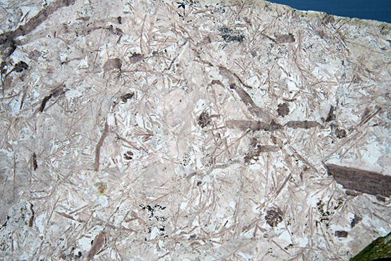 密集するヌマスギ化石 兵庫県神戸市　約3000万年前