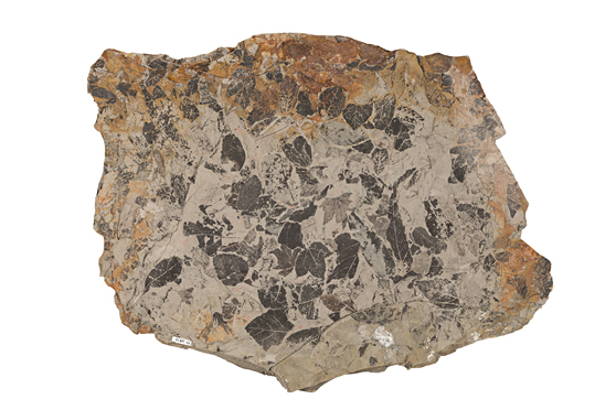 密集するヌマスギ化石 兵庫県神戸市　約3000万年前