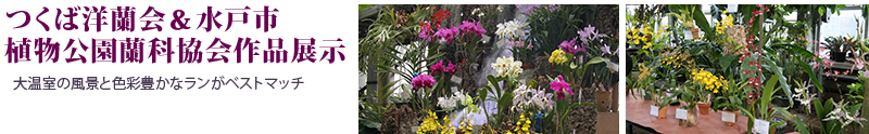 熱帯資源植物温室　世界の美しい野生ラン　つくば洋蘭会＆水戸市植物公園蘭科協会作品展示