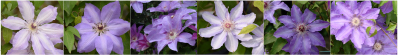 クレマチスの花の写真