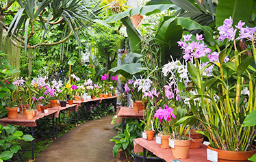 熱帯資源植物温室の様子