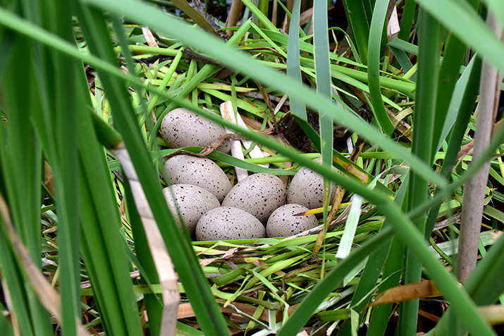 カイツブリの巣。栃木県の池