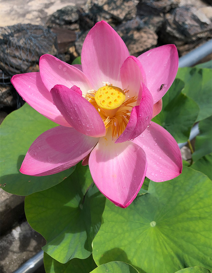 ハスの花のクロースアップ写真