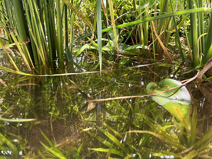 ミニ水田に溢れかえる水草の様子