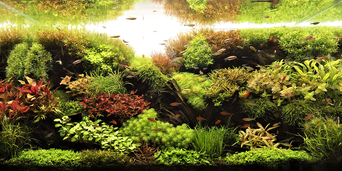 水草の美しさを楽しむ。日本を代表するプロレイアウターによる水草水槽（01）