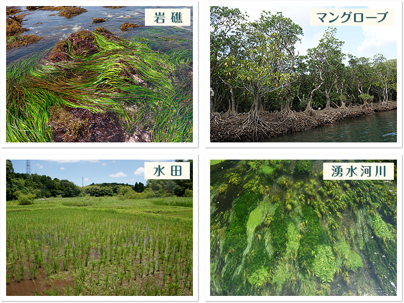 水草が環境をつくる（03）