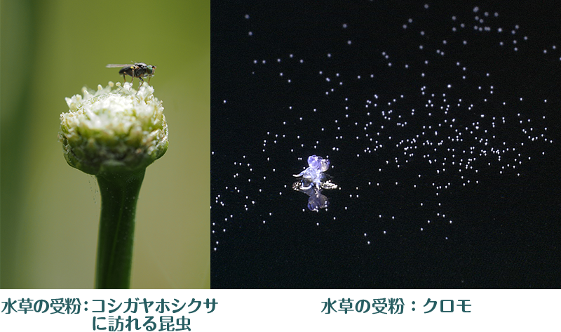 水草をつなげる生物（05）