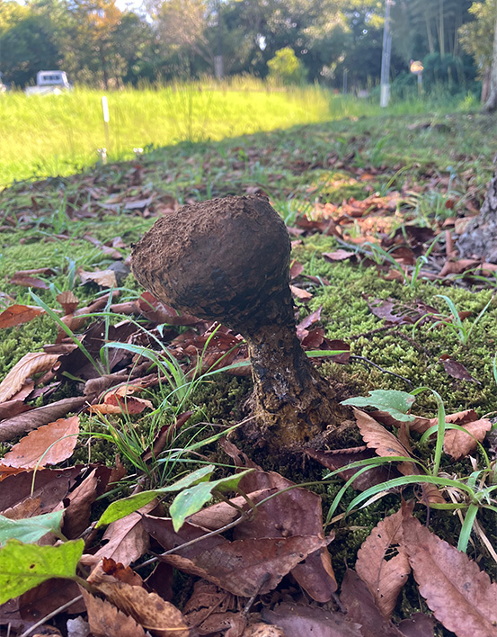 野外で見つけた巨大な（乾燥した）コツブタケ