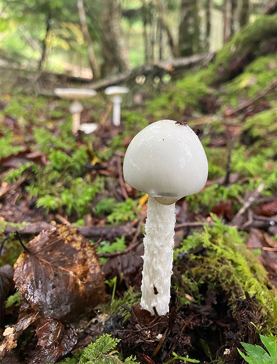 Destroying Angel（死の天使）と呼ばれる猛毒きのこ、ドクツルタケ