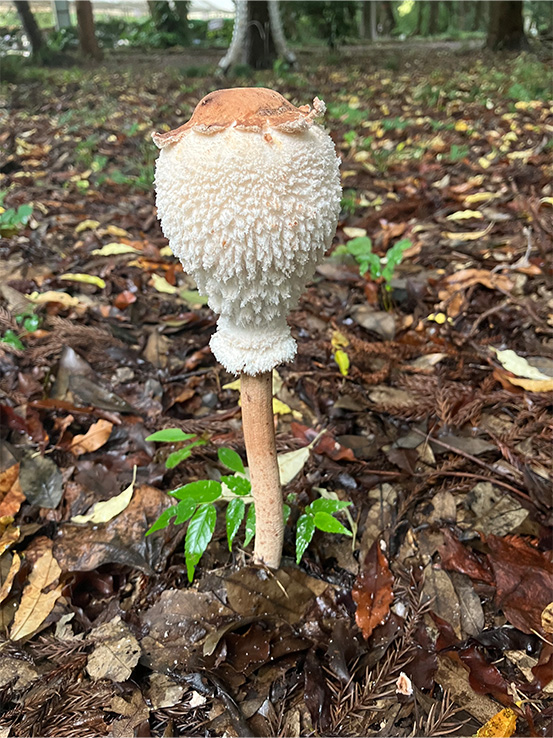 巨大なマントカラカサタケ