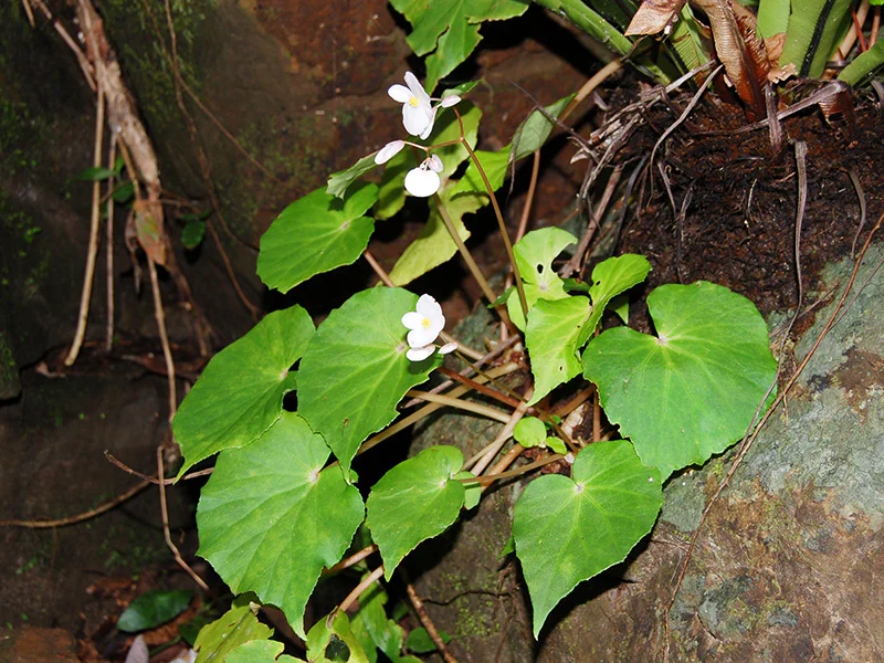 琉球を彩る植物たち