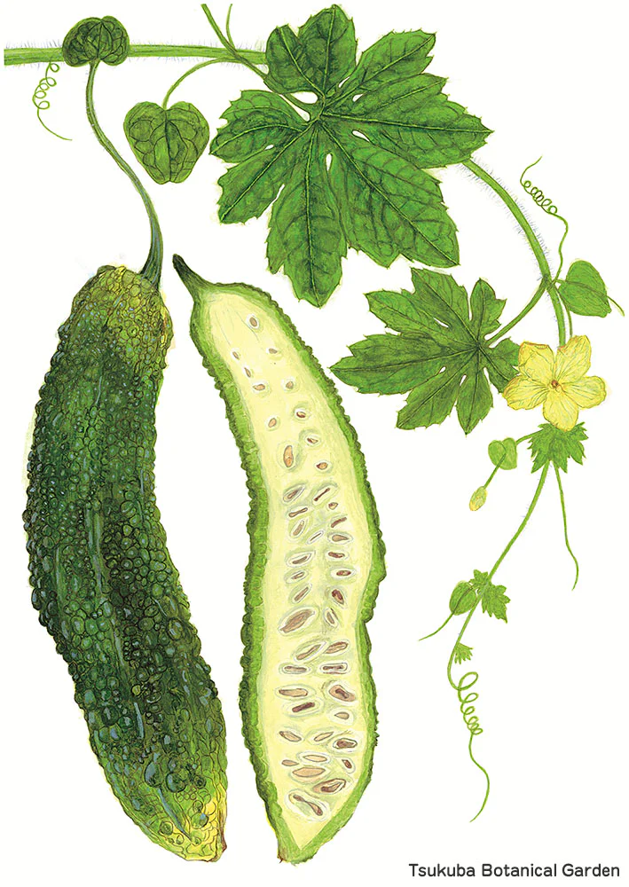 第42回植物画コンクール入選作品展 | 筑波実験植物園（つくば植物園