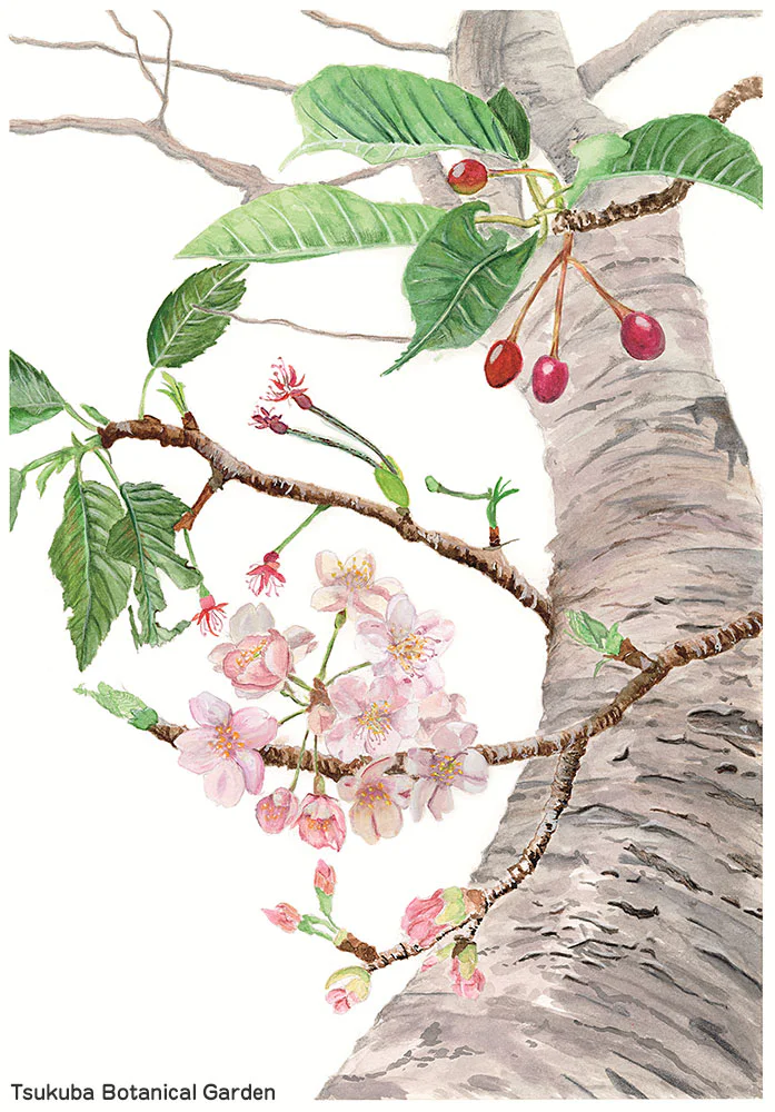 第42回植物画コンクール入選作品展 | 筑波実験植物園（つくば植物園