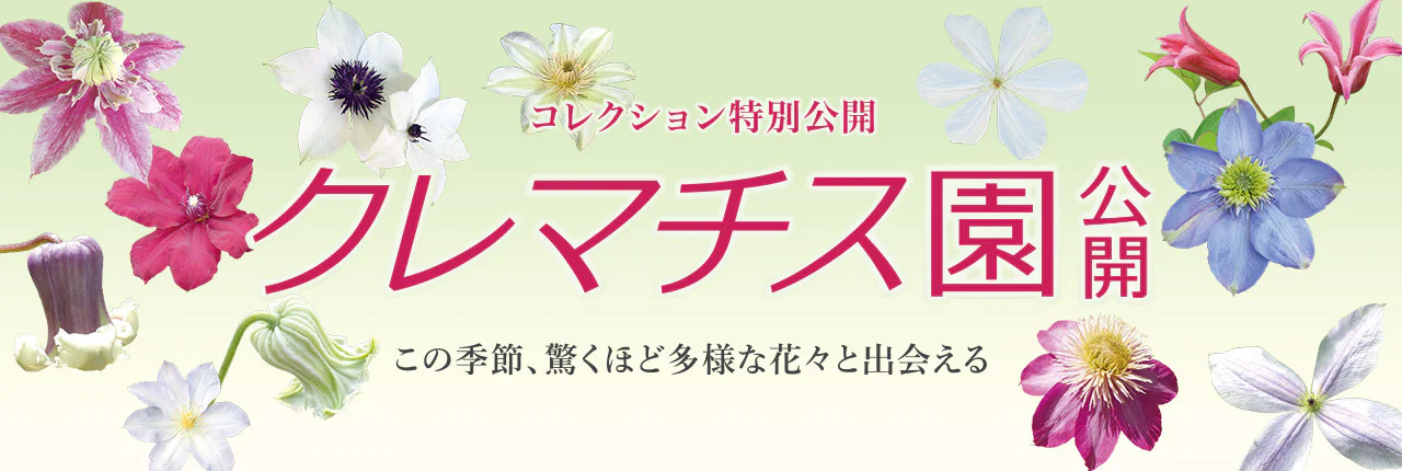 コレクション特別公開「クレマチス園公開」