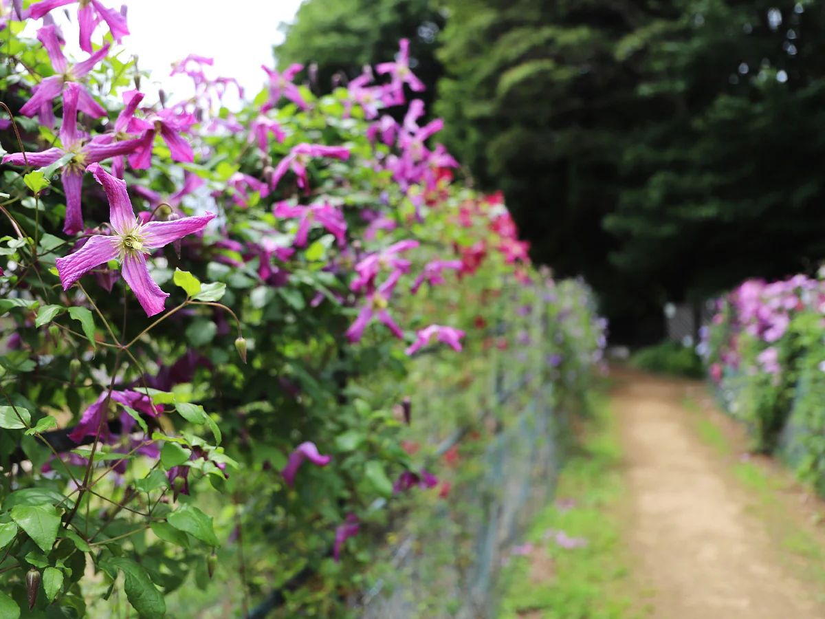 クレマチス園の展示