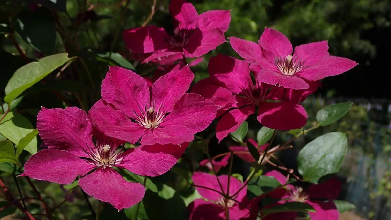 クレマチス園公開 | 筑波実験植物園（つくば植物園） Tsukuba