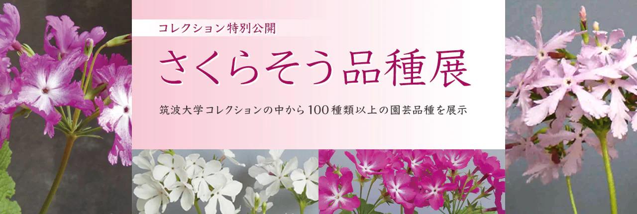 コレクション特別公開「さくらそう品種展」