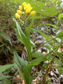 キンラン　Cephalanthera falcata（ラン科） イメージ