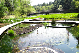 水生植物区 イメージ