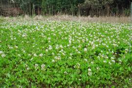 ミツガシワ（ミツガシワ科）冷温帯の湿地に生育(5月) イメージ