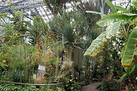 熱帯資源植物温室全体　イメージ