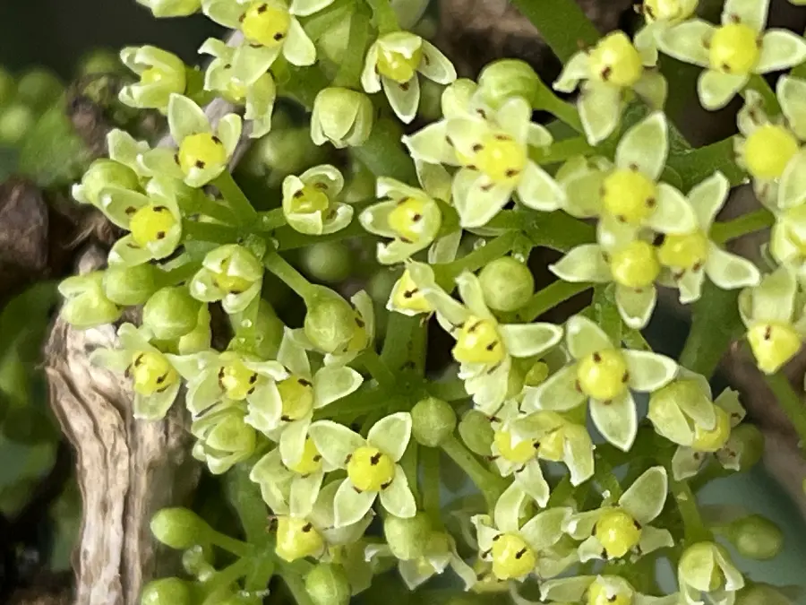 地味だけど初めての花が咲きました | 筑波実験植物園（つくば植物園