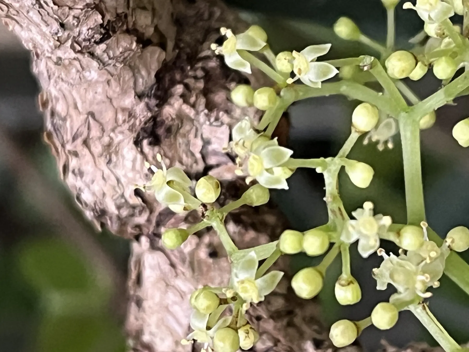 テトラスティグマ
