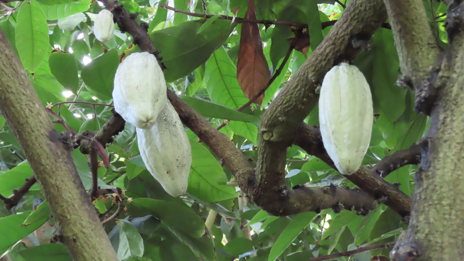カカオ　白い実がたくさんついています。