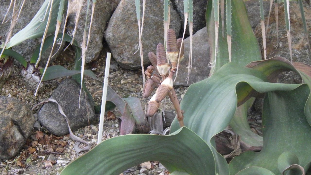 20260116キソウテンガイ1re