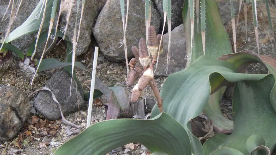 奇想天外☆摩訶不思議植物その後 | 筑波実験植物園（つくば植物園