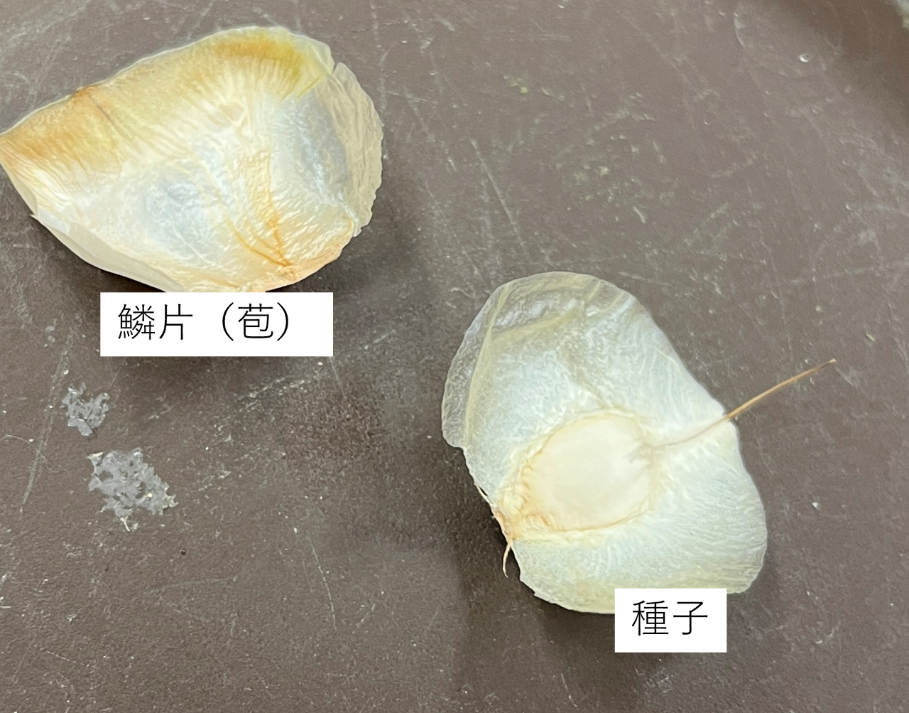 20260116キソウテンガイ2re