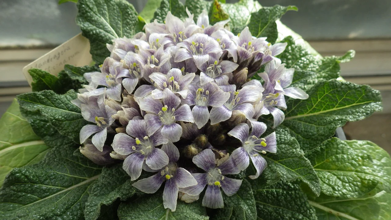 s-2026マンドレイク花