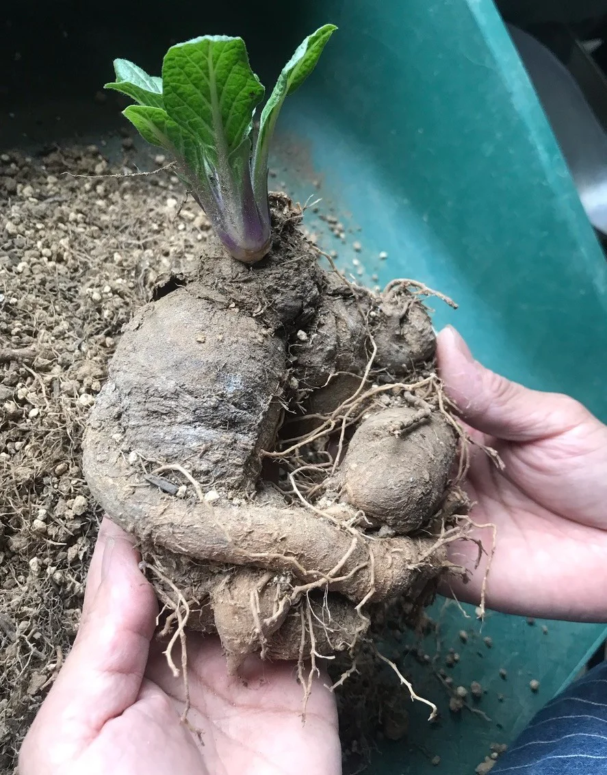 2026マンドレイク根2