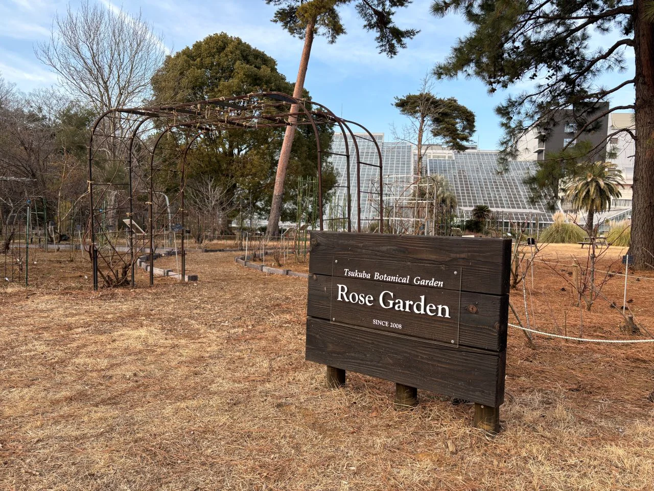 260206バラ園