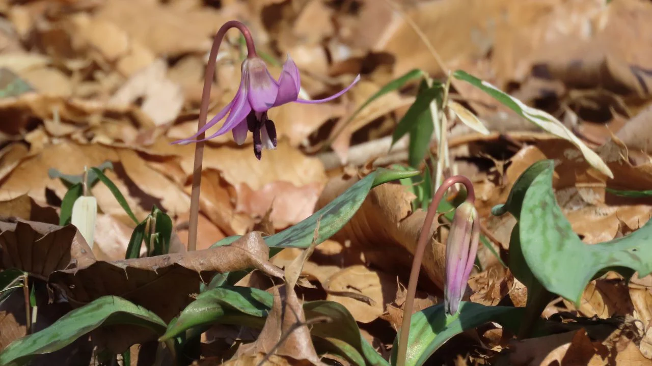 春の妖精」カタクリが開花 | 筑波実験植物園（つくば植物園） Tsukuba