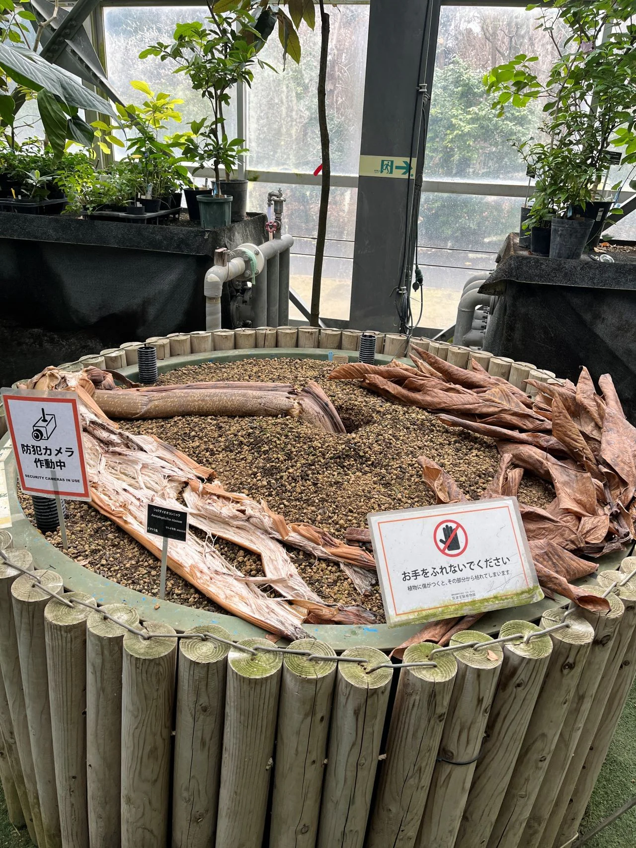 ショクダイオオコンニャク