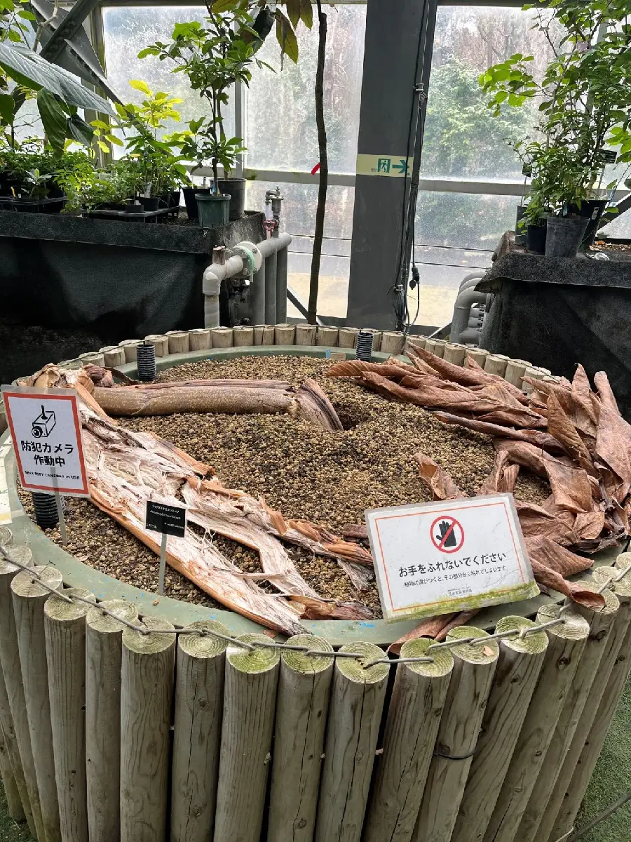 温室のスターを応援しよう！ | 筑波実験植物園（つくば植物園