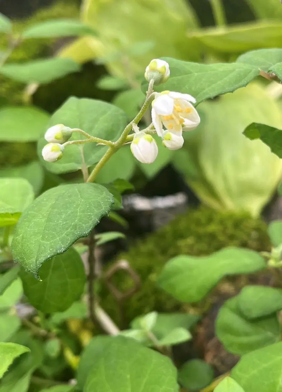 春の妖精」カタクリが開花 | 筑波実験植物園（つくば植物園） Tsukuba
