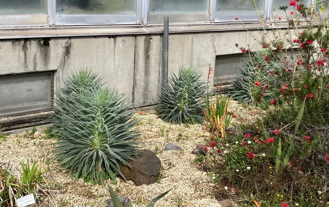 エキウム地植え