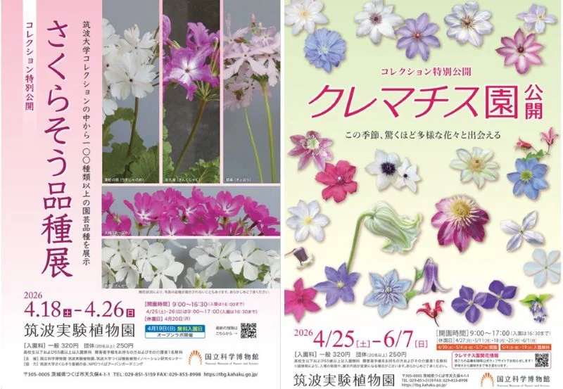 今週末の4月26日（日）まで「さくらそう品種展」と「クレマチス園公開