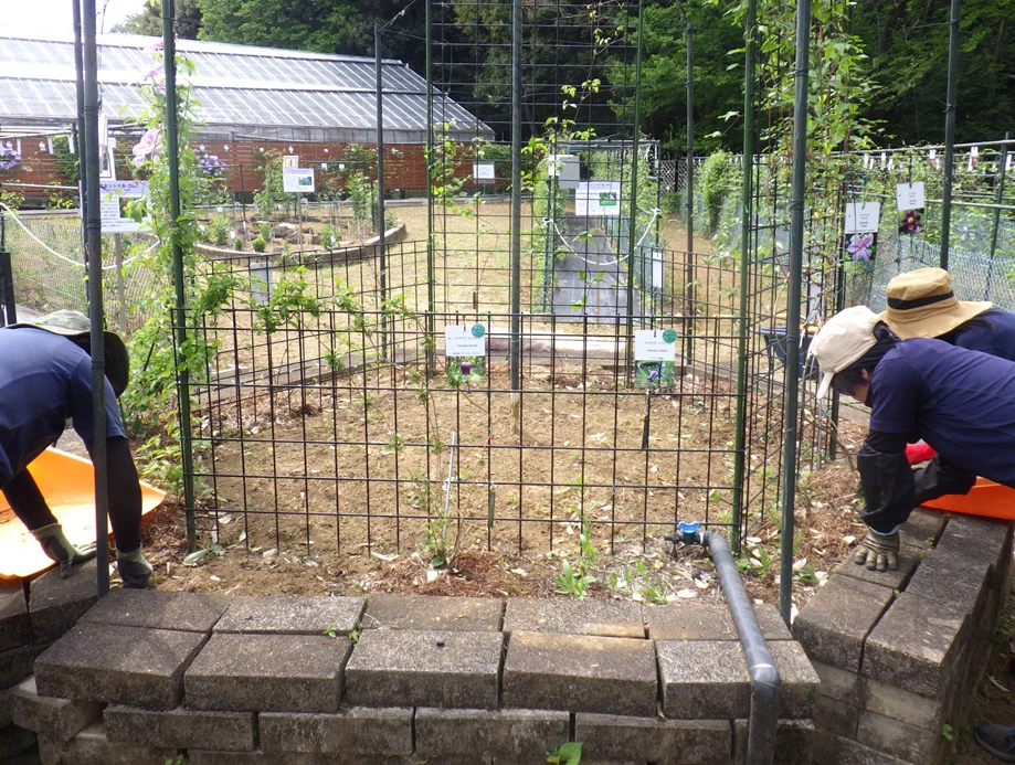 クレマチス園除草ブログ用small