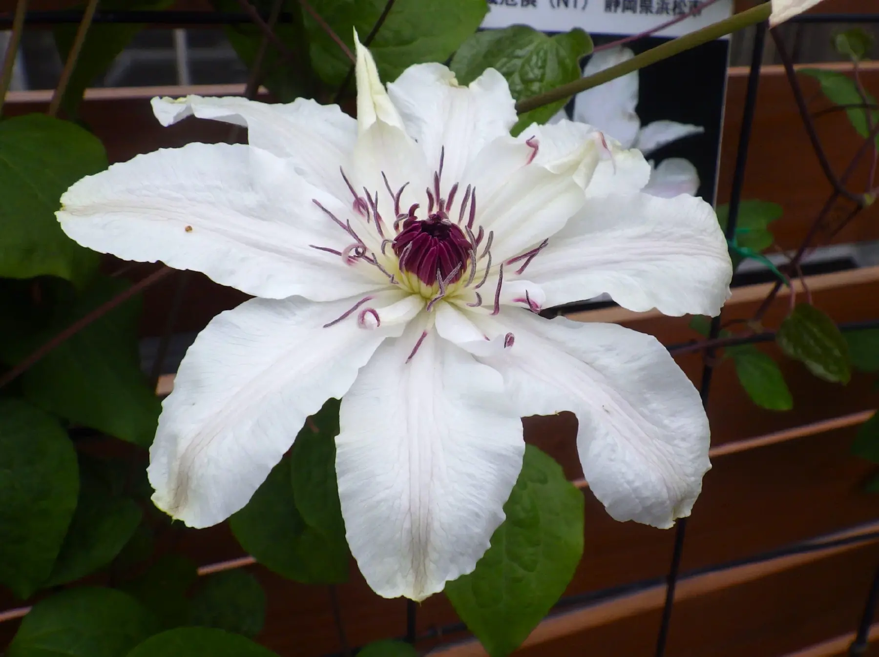 クレマチス園通信2026 | 筑波実験植物園（つくば植物園） Tsukuba