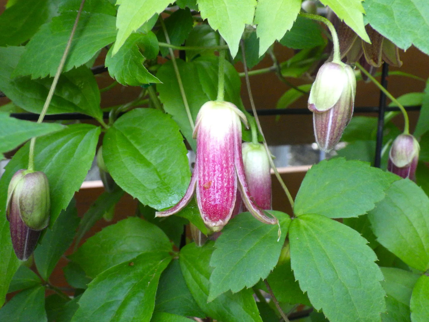 シコクハンショウヅル 花