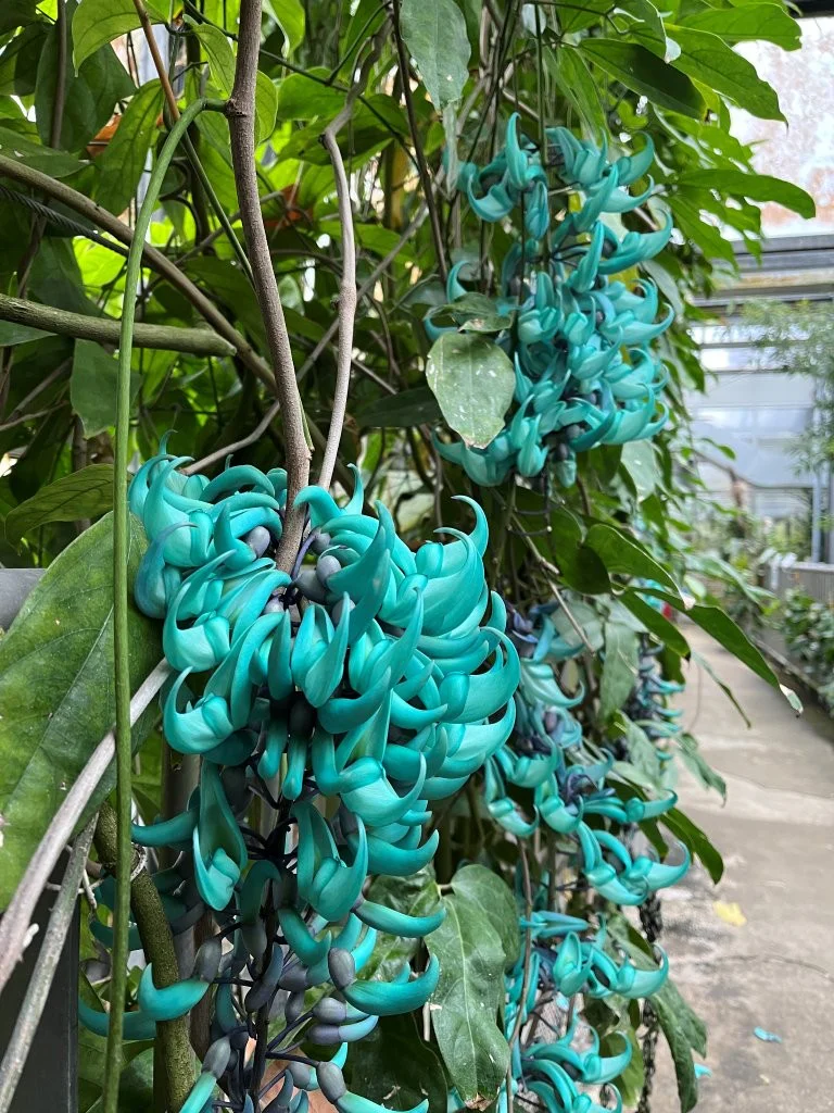 Flower＊プロフ必読 新品　Panasonic ウスイータ耐熱　3箱 ヒスイカズラの花が見頃です！ | 筑波実験植物園（つくば植物園