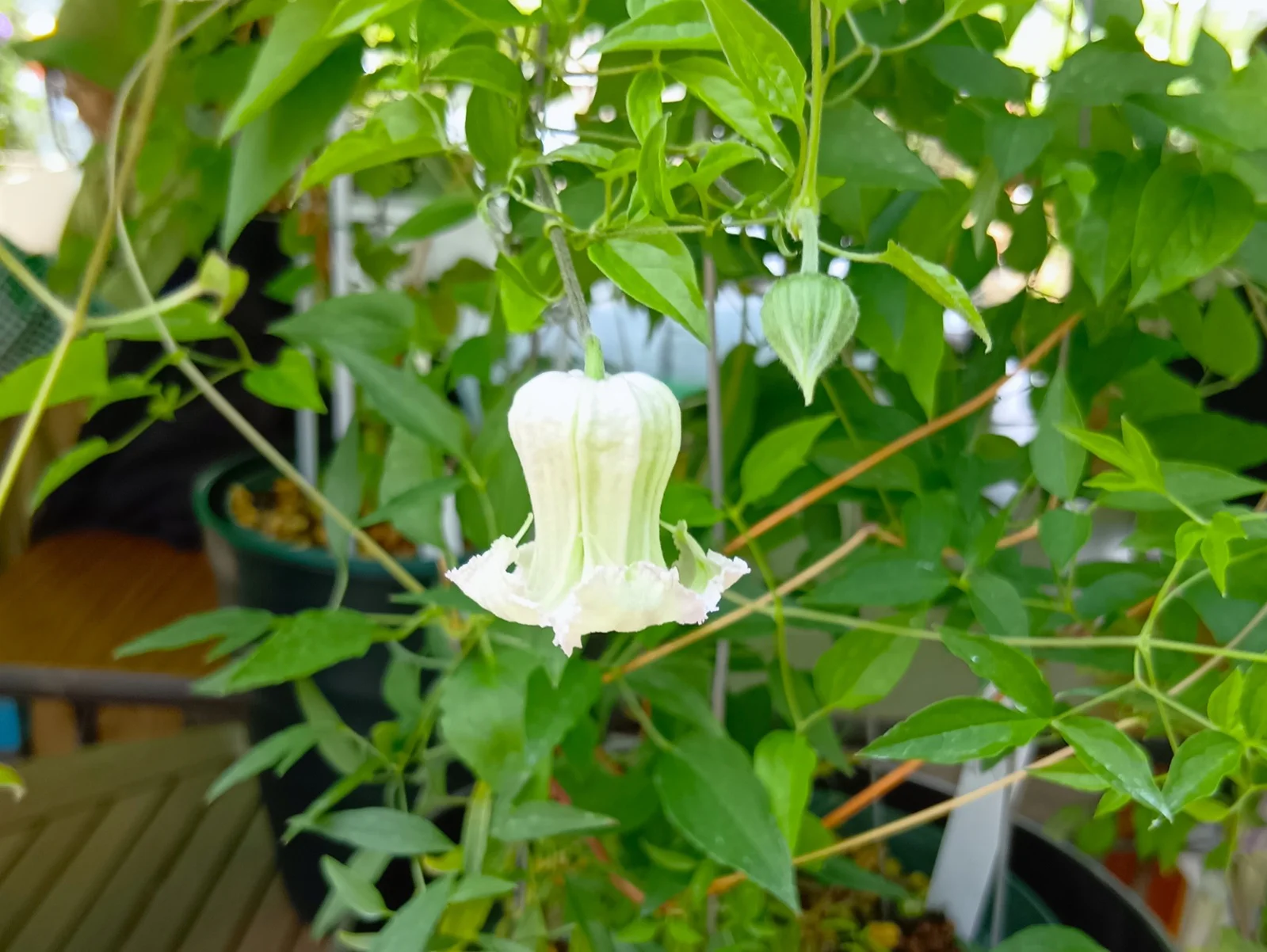 シェンロン開花