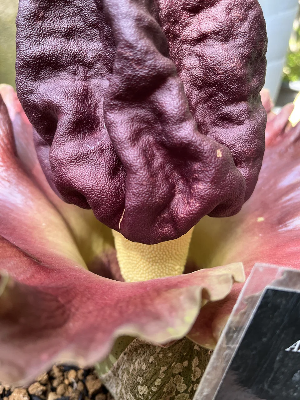 きれいだけどくさい！！ゾウコンニャクが一斉開花しました！ | 筑波